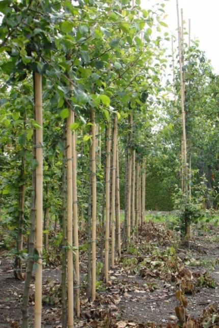 Malus sylvestris