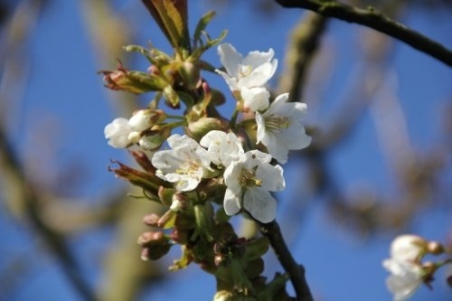 Wilde kers - Prunus avium