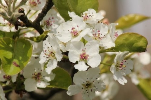Wilde peer - Pyrus pyraster