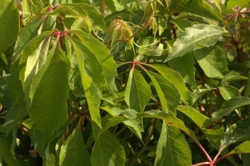 Wilde wingerd 'Engelmanni' klimplanten met blauwe bessen