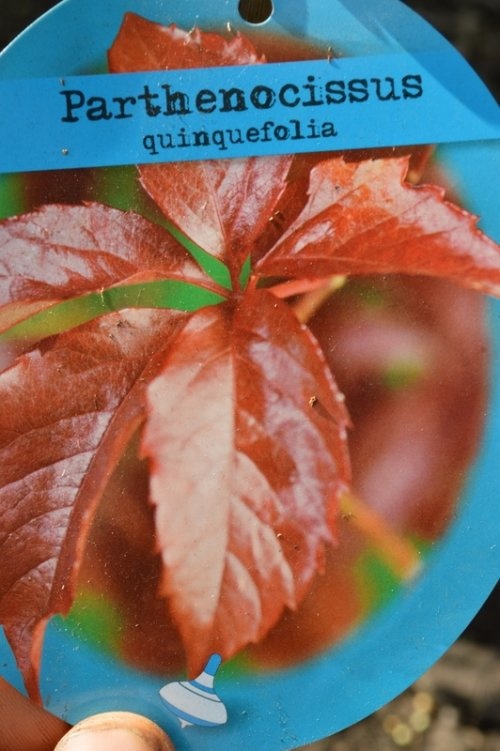 Wilde wingerd - Parthenocissus quinquefolia