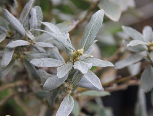 Wilg - Salix 'Helvetica'