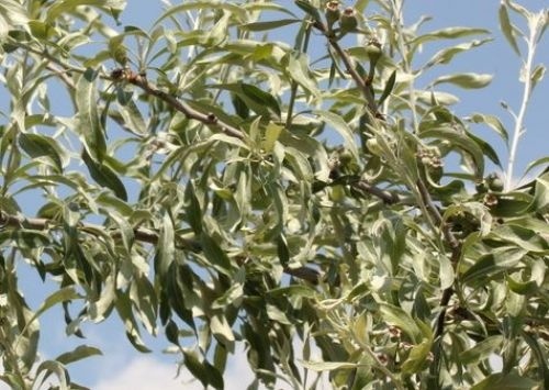 Wilgbladige peer - Haagscherm - Pyrus salicifolia 'Pendula'