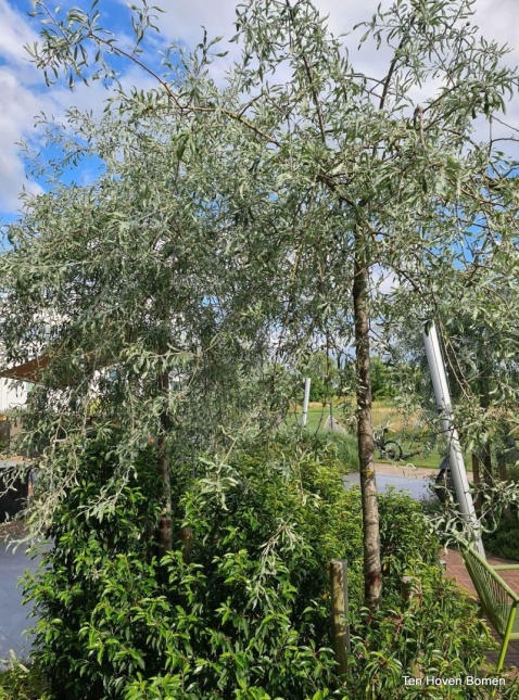 Pyrus salicifolia