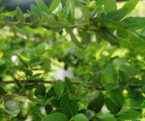 Nothofagus betuloides