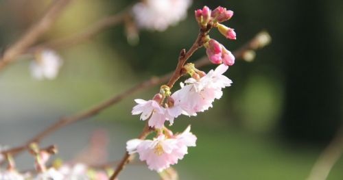 Prunus x subhirtella 'Autumnalis Rosea' 
