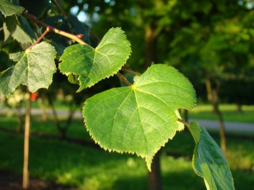 Winterlinde - Tilia cordata
