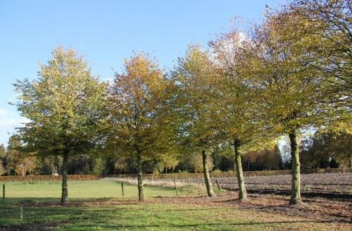 Winterlinde  - Tilia Cordata