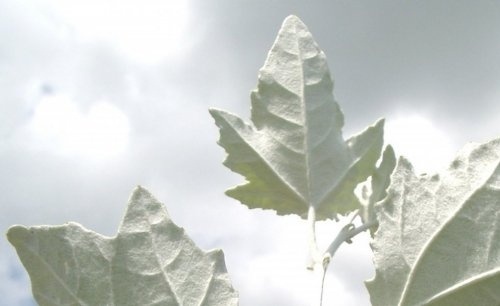 Witte Abeel - Populus alba