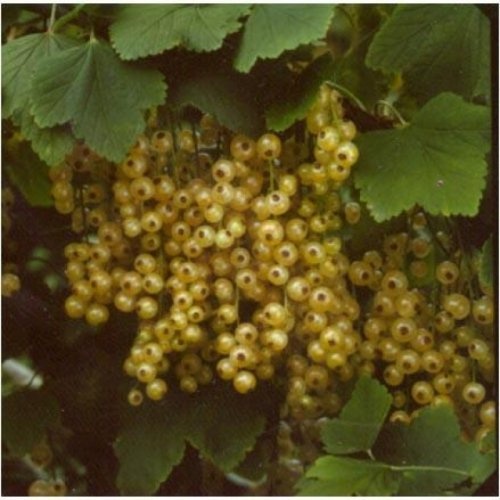 Witte bes 'Blanka' is leuk te mixen met de rode bessen