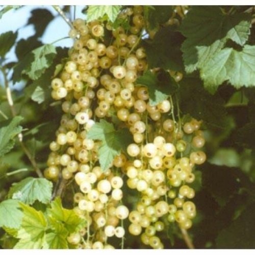 Witte bes 'Witte Hollander' leuk voor in de 'pluktuin'