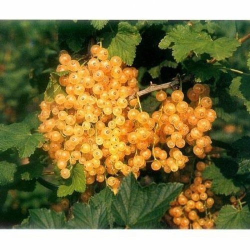Witte bes 'Zitavia'