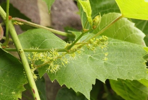 Witte druif 'Himrod' herfstblad