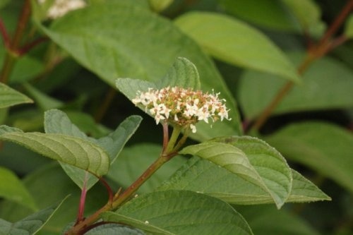 Witte Kornoelje - Cornus alba
