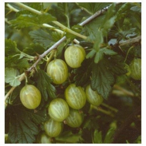 Witte kruisbes 'Whitesmith'