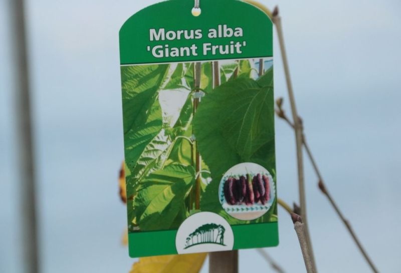 Herfstbladeren Morus alba