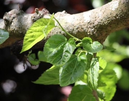 Witte Moerbei  - Morus alba