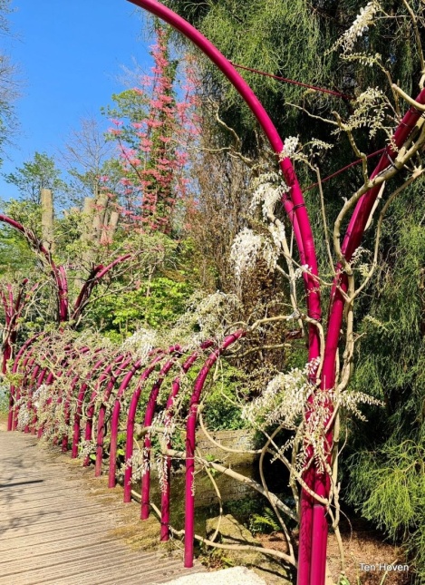 Witte regen - Wisteria sinensis 'Alba'