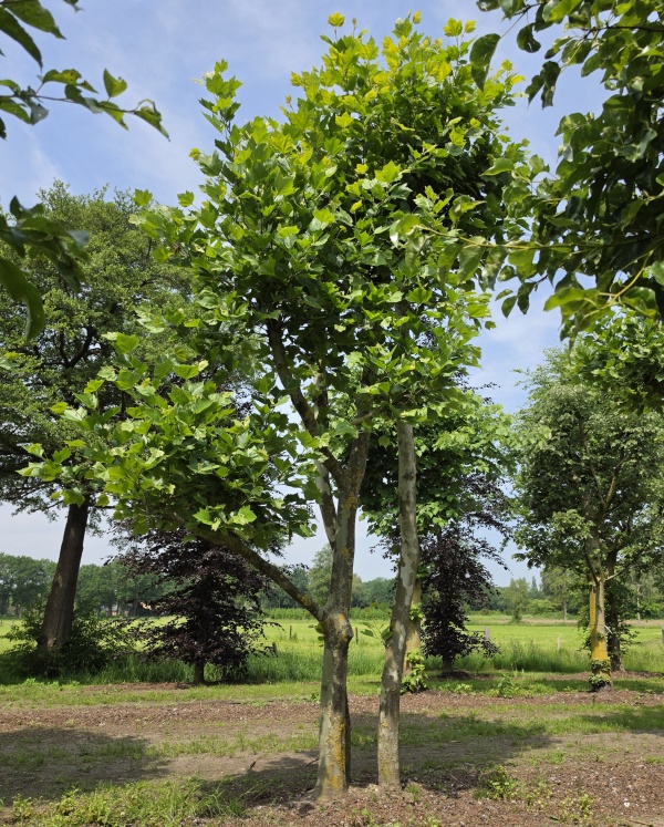 Plataan als 3 stammige hoge dakboom