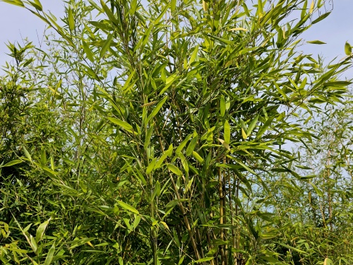 Phyllostachys 'Aurea'