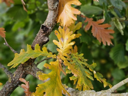Quercus Frainetto (Hongaarse Eik) herfst