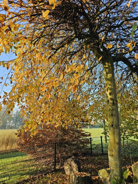 carpinus betulus Pendula toepassing als parasolboom. november 2024