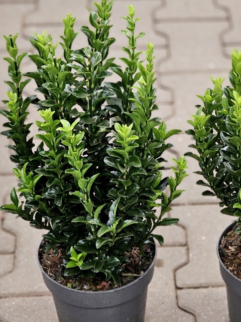 Euonymus 'Green Spire'  groenblijvende kardinaalsmuts voor haagjes