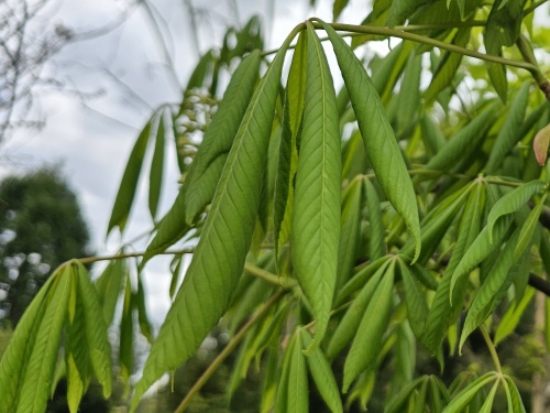 Aesculus flava