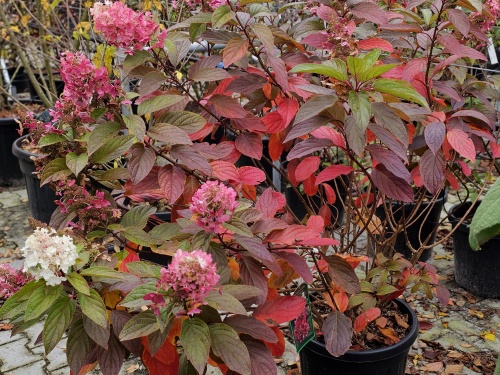 Pluimhortensia 'Pinky Winky' bloei nazomer