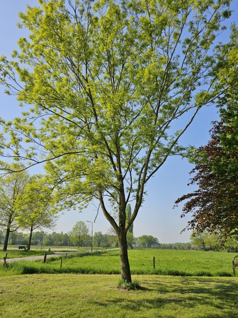 Chinese vleugelnoot bij natuurvijver in tuin van Ten Hoven Bomen