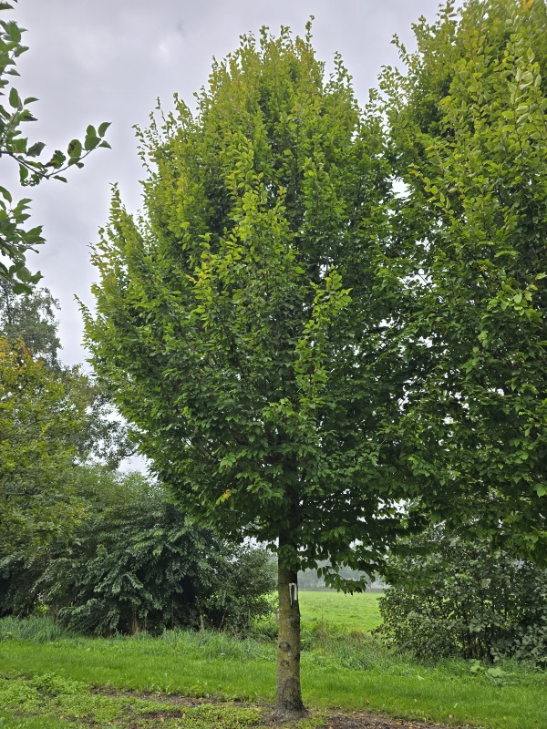 Haagbeuk
