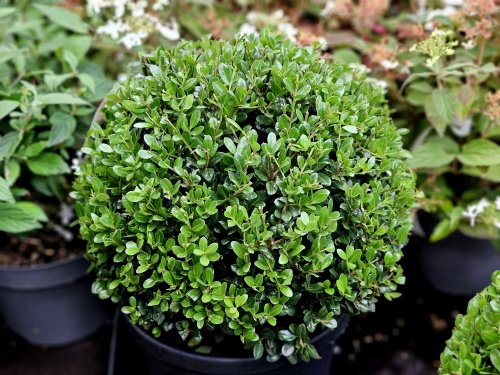 Ilex crenata 'Caroline Upright' bolvorm 30 cm