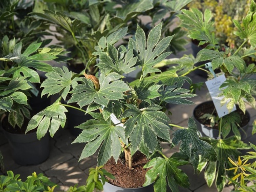Fatsia 'Spiders Web'  De Japanse groenblijvende vingerplant met bont blad