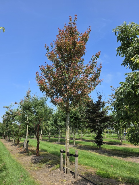 Acer rubrum 'Summer Red' zomerblad