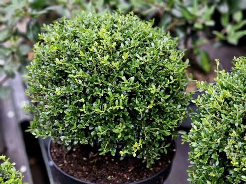 Ilex crenata Stokes  als bolvorm van 30 cm