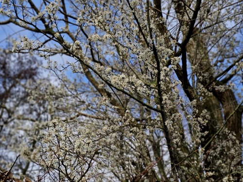 Prunus spinosa februari 2024