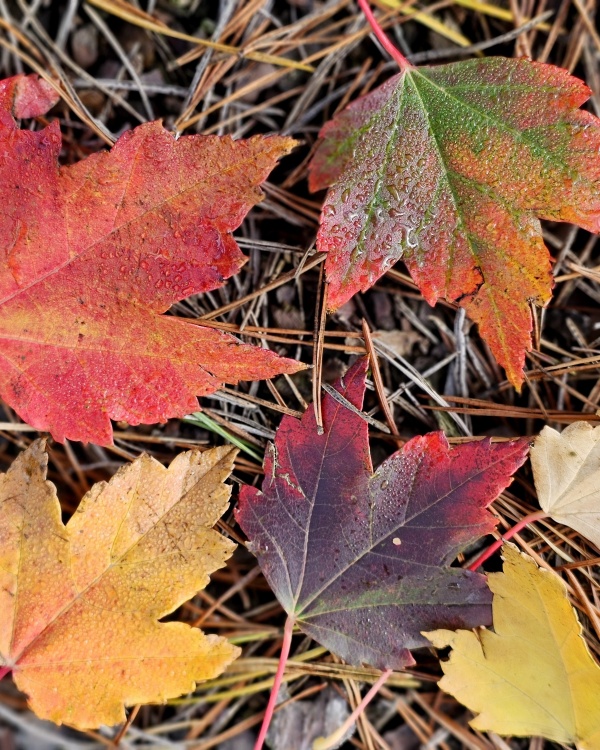 Herbstfärbender amerikanischer Ahorn