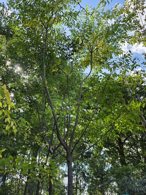 Paternosterbaum