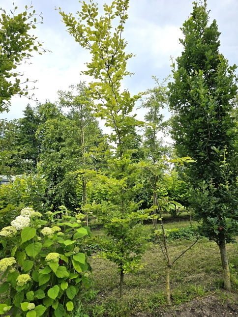 Fagus sylvatica 'Striata' zomerblad