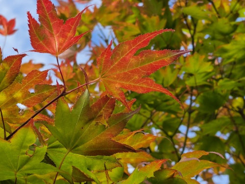 De groenbladige Japanse Esdoorn juni 2026