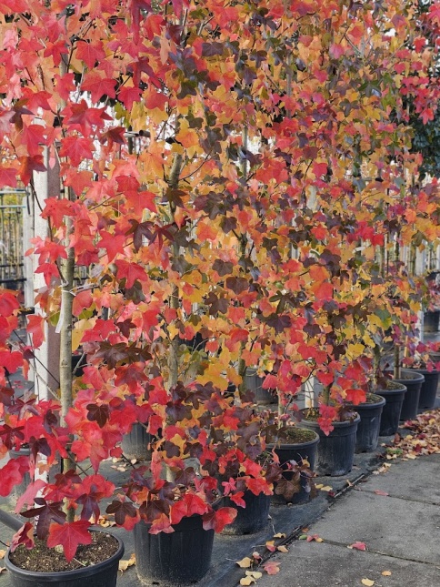 Liquidambar styraciflua 'Rotundiloba'  rondbladige amberboom