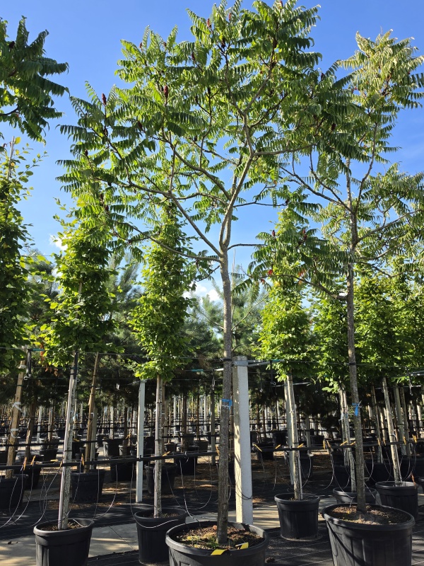Fluweelboom met parasolkroon