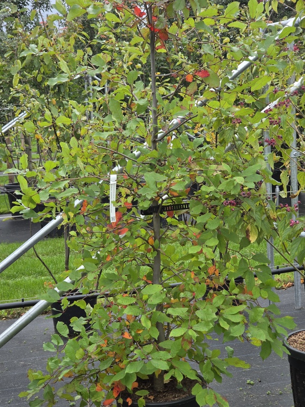 Schwarzer Tupelobaum