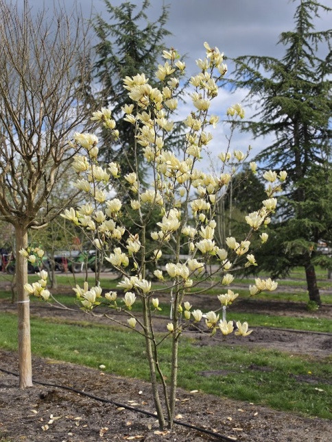 Magnolia 'Yellow River', zachte nuances wit en geel in april