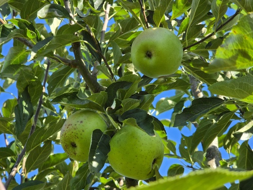 zoete appel Bloemee