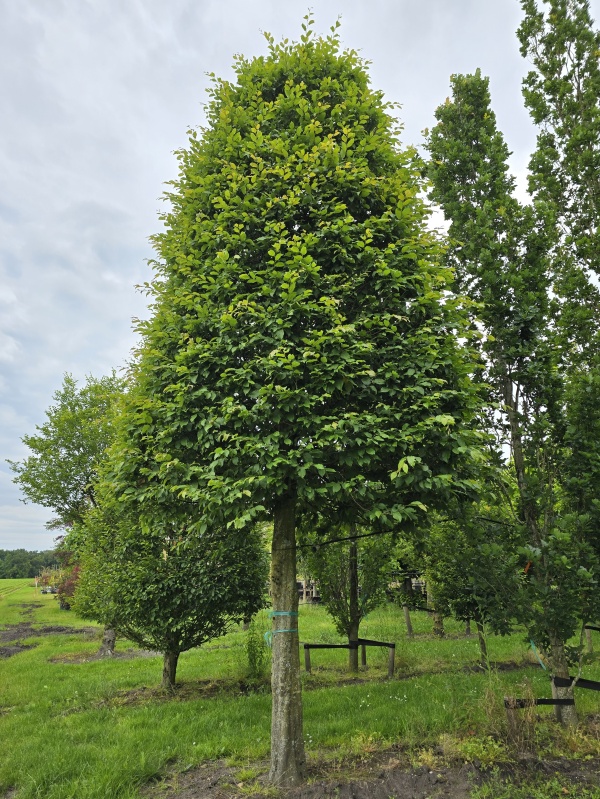 Haagbeuk
