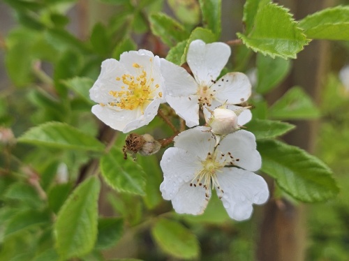 Rosa Multiflora bloeit in juni