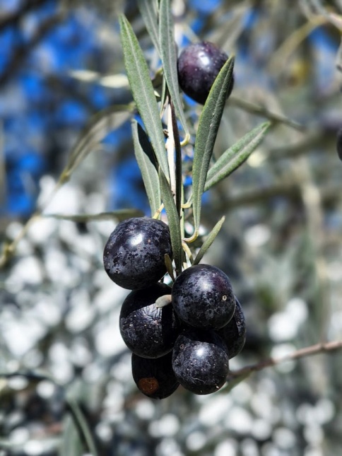 Olijfboom, Oleo europea