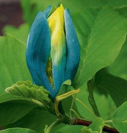 Magnolia 'Blue Opal'