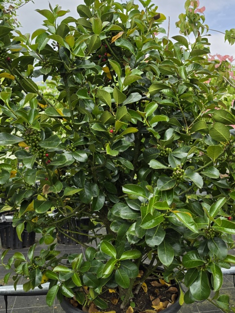 Hulst - Ilex x Altaclerensis 'Wilsonii'